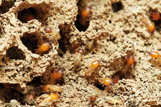 termites nature food small insects