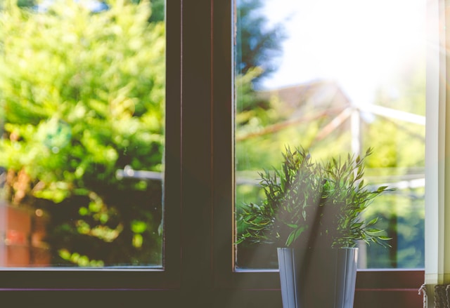 green leafed plant in front of window